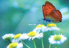 Klappkarte Gänseblümchen mit Schmetterling